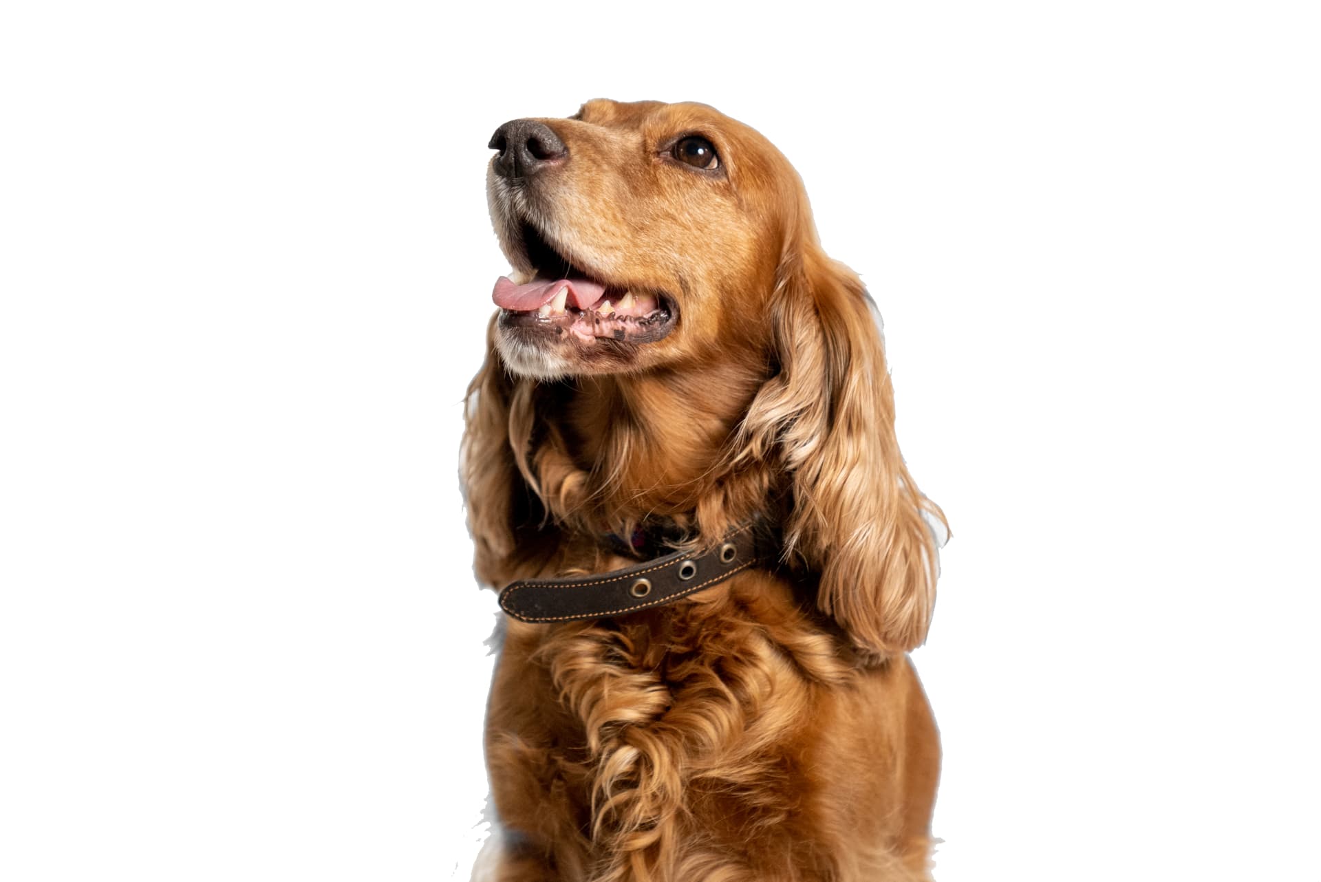 Pippa - Mascotte 🐾 AS Studios